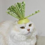 ちゃんうい