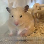 ねずみさん